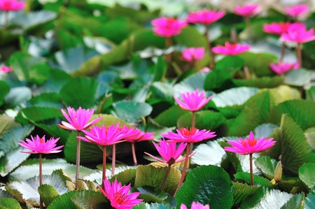 pink lotus flower blooming at summerの写真素材
