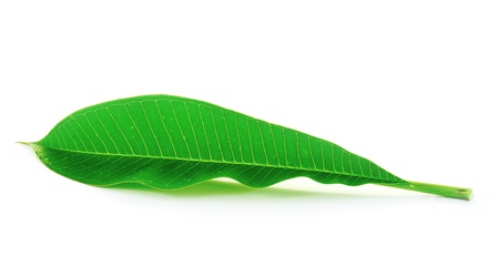 green leaf with water dropsの写真素材