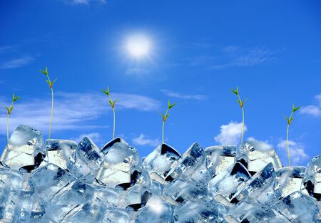 Young sprout grows from iceの写真素材