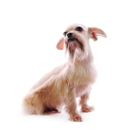 Shih Tzu dog in studio on a white backgroundの写真素材