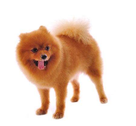 Pomeranian Spitz dog. Portrait on a white backgroundの写真素材
