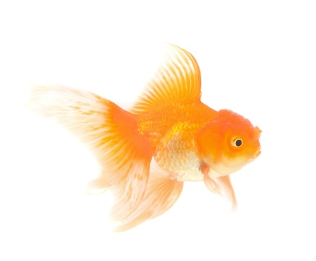 Orange Goldfish Isolated on White Backgroundの写真素材