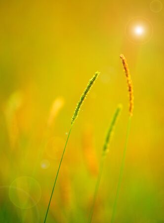 Close up view plant in  spring backgroundの写真素材