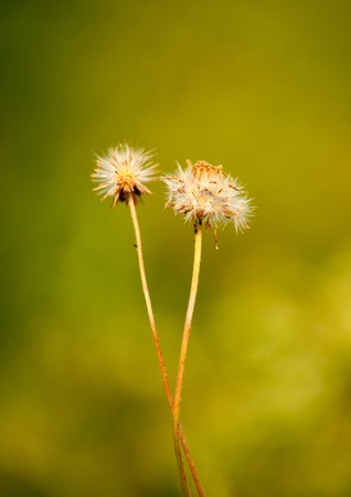 dry plants in the autumnの写真素材