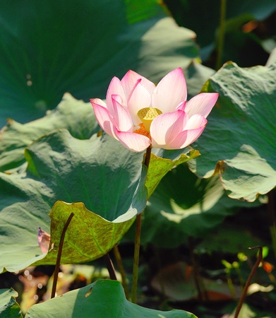 lotus flower on the waterの写真素材