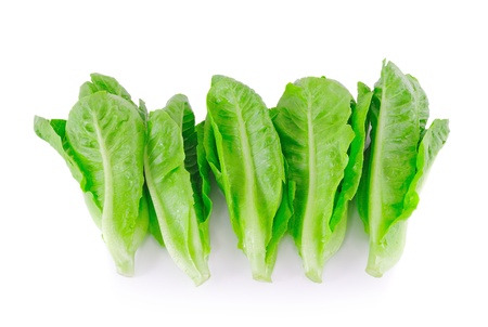 Baby Cos lettuce.の写真素材