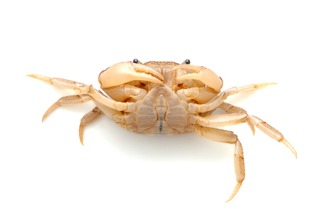 crab isolated on white backgroundの写真素材