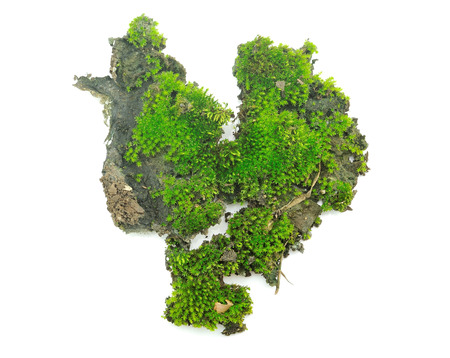 Green moss on white backgroundの写真素材