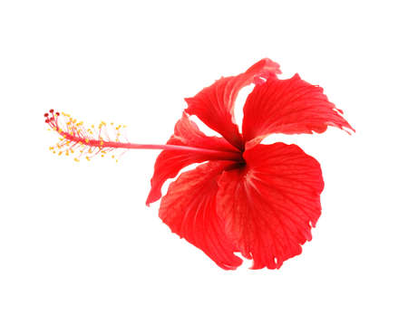  Chaba Flower on white backgroundの写真素材