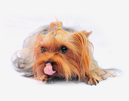 yorkshire terrier puppy isolated on whiteの写真素材