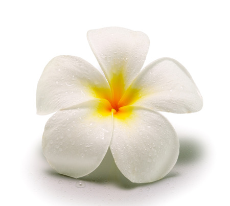 Tropical flowers frangipani (plumeria) isolated on white backgroundの写真素材