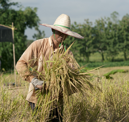 farmer in field, it's harvest timeの写真素材