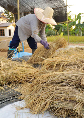 farmers harvesting rice in rice field in Thailandの写真素材
