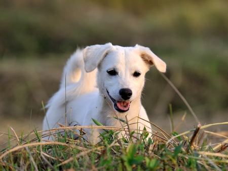 puppy dog in green meadow grass