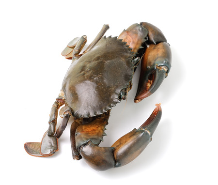 sea crab isolated on white backgroundの写真素材