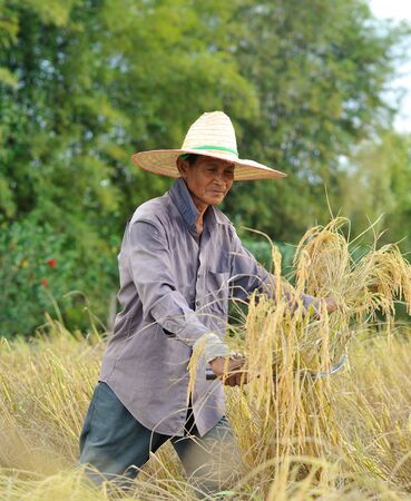 farmers harvesting rice in rice field in Thailandの写真素材