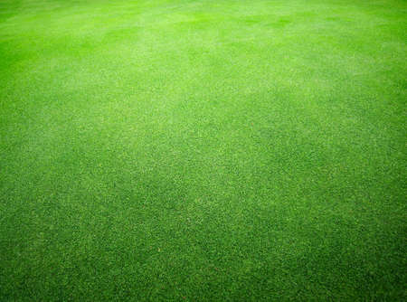 green grassの写真素材