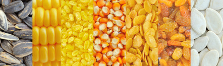 Corn, soybeans, raisins, sunflower seeds, pumpkin seeds ,Grains collection background