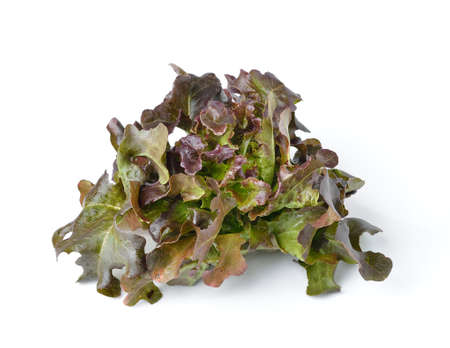lettuce isolated on white backgroundの写真素材