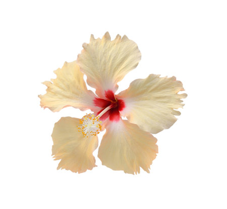 flower isolated on white backgroundの写真素材