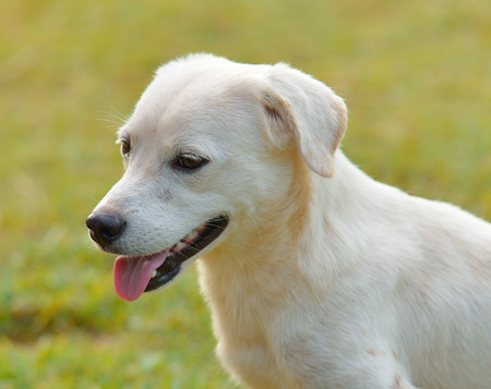 thai dog