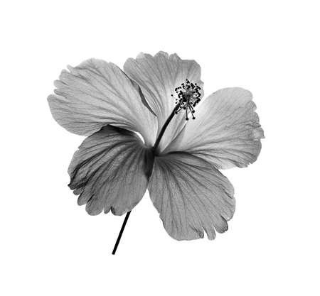 black and white flower isolated on white backgroundの写真素材