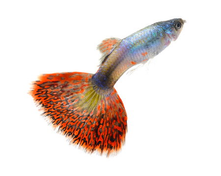 guppy fish isolated on white backgroundの写真素材