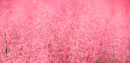 A beautiful pink scene of natureの写真素材