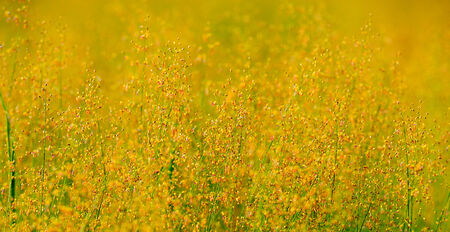 flower field