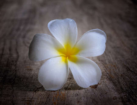 frangipani on woodの写真素材