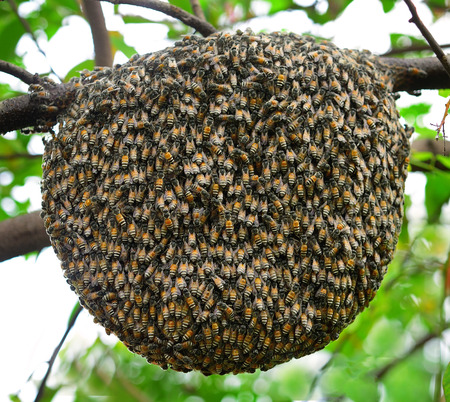 Big swarm bee on treeの写真素材