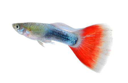 Beautiful Guppy Isolated on Black Backgroundの写真素材
