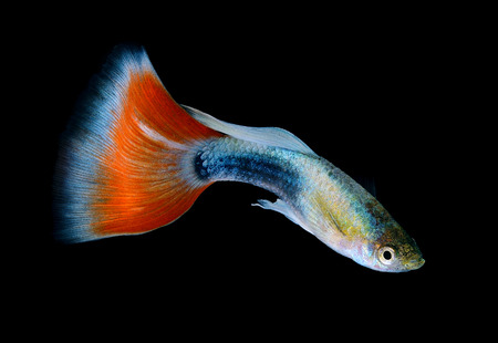 Beautiful Guppy Isolated on Black Backgroundの写真素材