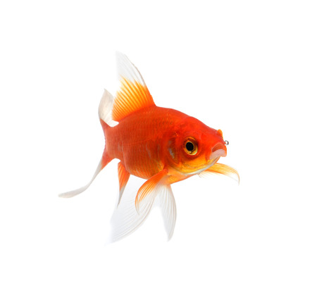 Gold fish Isolation on the white backgroundの写真素材