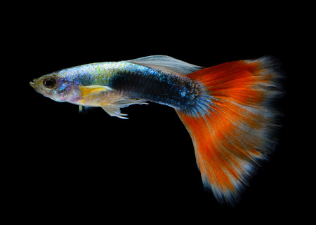 Beautiful Guppy Isolated on Black Backgroundの写真素材