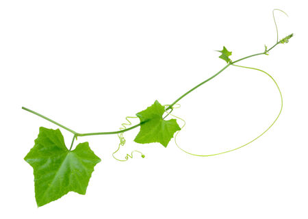Ivy Gourd on whaite backgroundの写真素材