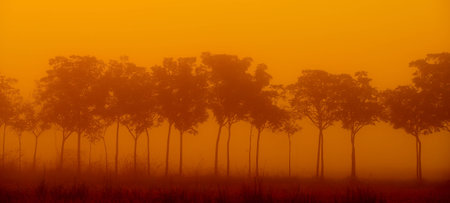 Beautiful Sunny Morning in the Forest