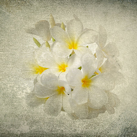 frangipani flower in the grunge paperの写真素材