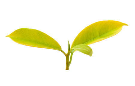 yellow leaf isolated on white backgroundの写真素材