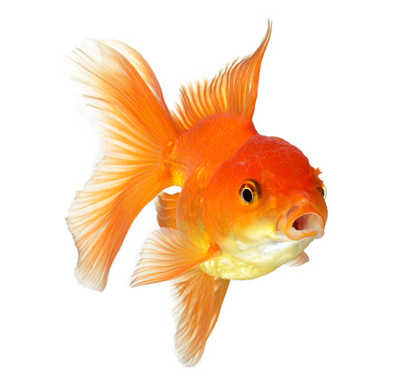 gold fish isolated on white backgroundの写真素材