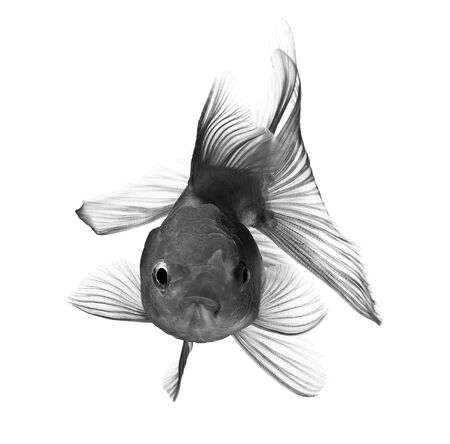 gold fish isolated on white backgroundの写真素材