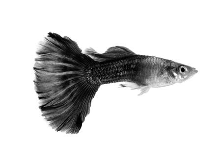 black guppy fish isolated on white backgroundの写真素材