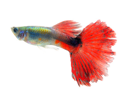 Beautiful Guppy Isolated on whte  Backgroundの写真素材