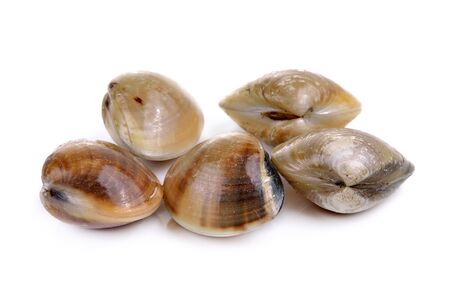 enamel venus shell on a white backgroundの写真素材