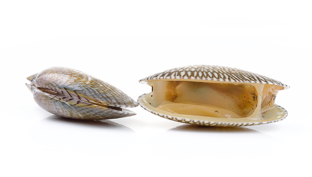 Fresh raw Surf clam on a white background