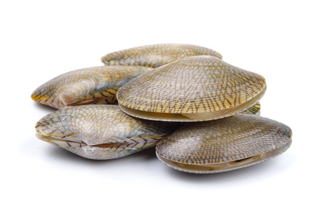 Fresh raw Surf clam on a white background