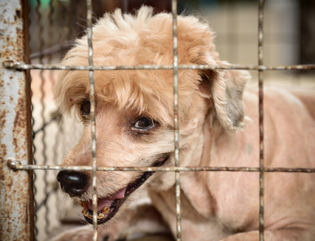 lonely dog in cageの写真素材