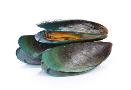 mussels on white backgroundの写真素材