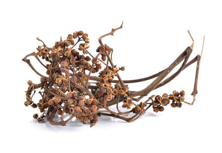 Zanthozylum limonella Alston on white backgroundの写真素材