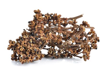 Zanthozylum limonella Alston on white backgroundの写真素材